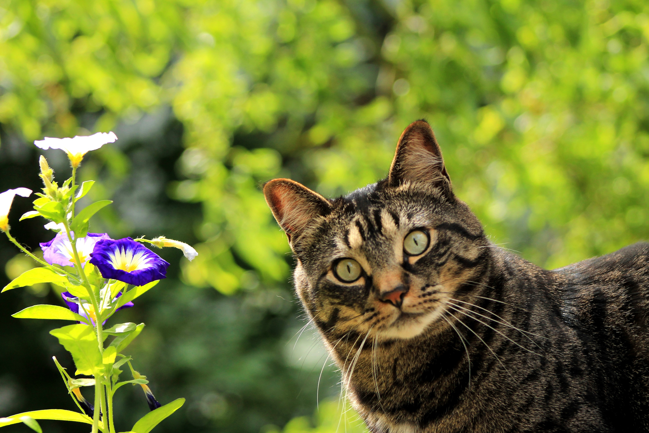 Surprised Cat in the Garden